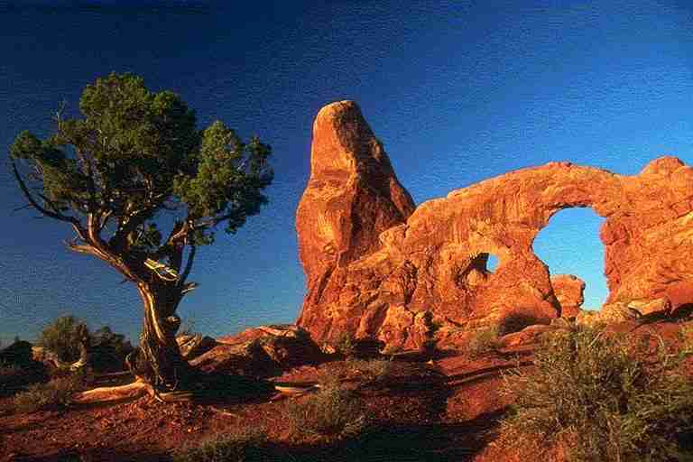 Un arbre sec